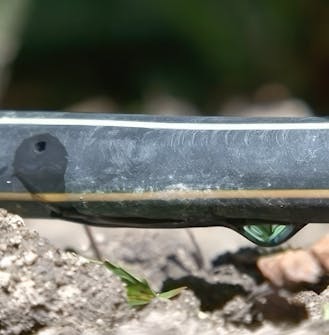 Vanning av roser Vanning av roser